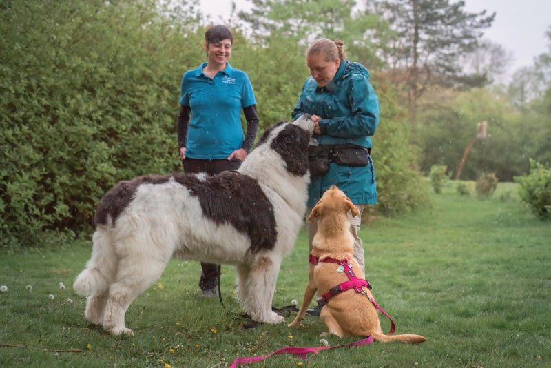 Christin Gotzen I Dein Hundetrainer-Coach